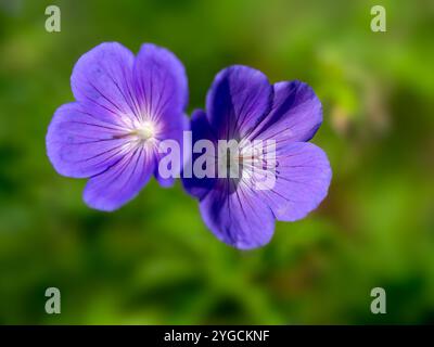 Primo piano di fiori di gru Geranium 'Orion' in un giardino a fine estate Foto Stock