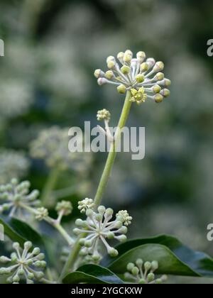 Primo piano di fiori di edera comune (Hedera helix) in giardino in autunno Foto Stock