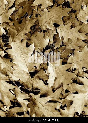 Primo piano delle foglie di quercia autunnale cadute in seppia. Foto Stock