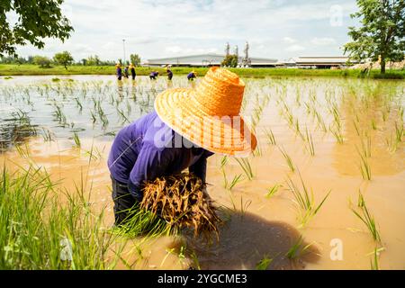 Gli agricoltori che indossano cappelli di paglia stanno trapiantando piantine di riso in risaie, nella zona rurale nord-orientale della Thailandia. Foto Stock