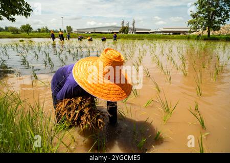 Gli agricoltori che indossano cappelli di paglia stanno trapiantando piantine di riso in risaie, nella zona rurale nord-orientale della Thailandia. Foto Stock