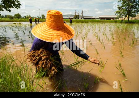 Gli agricoltori che indossano cappelli di paglia stanno trapiantando piantine di riso in risaie, nella zona rurale nord-orientale della Thailandia. Foto Stock