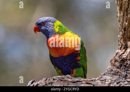 Arcobaleno australiano Lorikeet arroccato sul ramo degli alberi Foto Stock