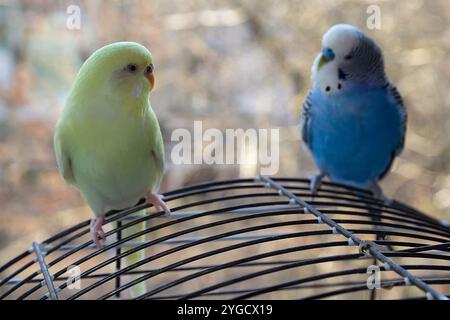 Amici blu e gialli seduti su una gabbia in camera. Uccelli Foto Stock