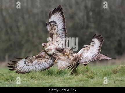 Buzzard comuni; Buteo buteo, che combatte per preda, Lincolnshire, Regno Unito Foto Stock