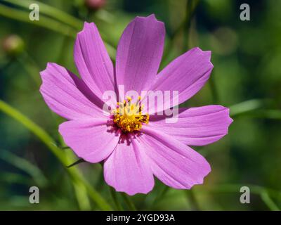 Vista ravvicinata di rosa colorato con cuore giallo dorato cosmo fiore bipinnato, conosciuto anche come cosmo giardino o aster messicano su sfondo verde naturale Foto Stock