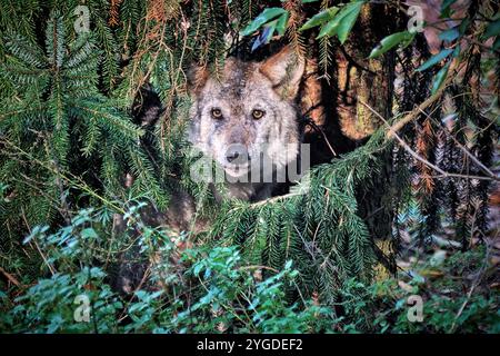 Europäischer Wolf Canis lupus . Ein Europäischer Wolf Canis lupus im Wildgatter Oberrabenstein Chemnitz . 20241105MIC0428 *** lupo europeo Canis lupus A lupo europeo Canis lupus nella riserva di caccia Oberrabenstein Chemnitz 20241105MIC0428 Foto Stock