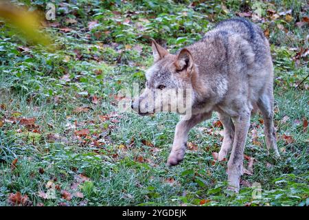 Europäischer Wolf Canis lupus . Ein Europäischer Wolf Canis lupus im Wildgatter Oberrabenstein Chemnitz . 20241105MIC0178 *** lupo europeo Canis lupus Un lupo europeo Canis lupus nella riserva di caccia Oberrabenstein Chemnitz 20241105MIC0178 Foto Stock