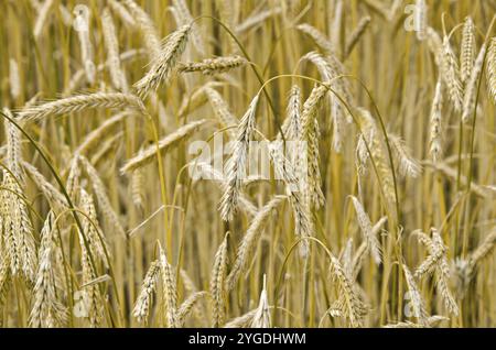 Segale grano campo prima del raccolto Foto Stock