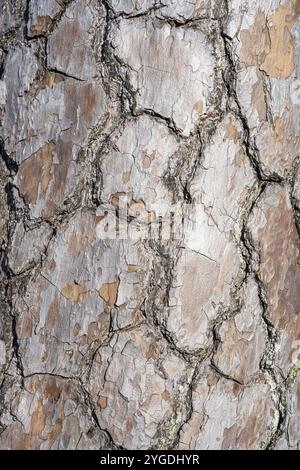 Corteccia di pino scozzese (Pinus sylvestris), full size, Baden-Wuerttemberg, Germania, Europa Foto Stock