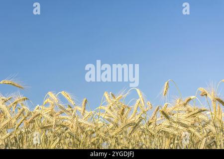 Primo piano di un campo di mais sotto il cielo blu Foto Stock