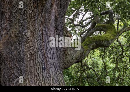 Quercia vecchia (Quercus) con possenti tronchi e rami ricoperti di muschio, Royal Botanic Gardens (Kew Gardens), sito patrimonio dell'umanità dell'UNESCO, Kew, Greater London, E. Foto Stock