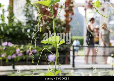 Piantare i tendini in una serra illuminata dal sole con sfondo sfocato e altre piante e persone, Giant Waterlily House, Royal Botanic Gardens (Kew Gardens) Foto Stock