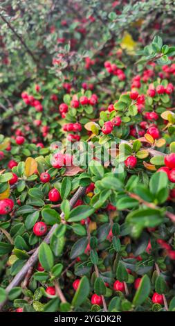 Mirtillo rosso brillante sui rami lunghi. Pianta ornamentale. Design stradale. Autunno Foto Stock