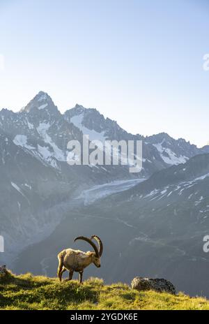 Stambecco alpino (Capra ibex), maschio adulto, di fronte ad un paesaggio montano alla luce del mattino, dietro la vetta Aiguille d'Argentiere del Mont BL Foto Stock