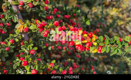 Mirtillo rosso brillante sui rami lunghi. Pianta ornamentale. Design stradale. Autunno Foto Stock