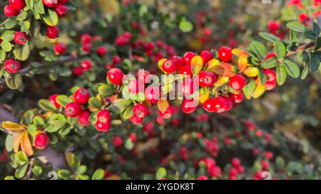 Mirtillo rosso brillante sui rami lunghi. Pianta ornamentale. Design stradale. Autunno Foto Stock