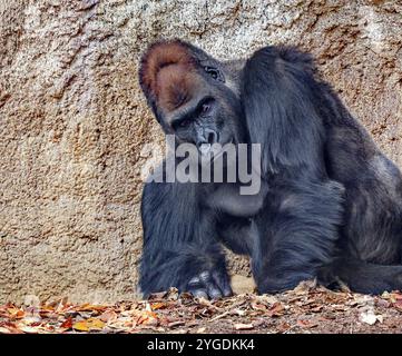 Gorilla di pianura occidentale (Gorilla gorilla gorilla), ritratto di animali, adulto, maschio, silverback, si verifica nella Guinea Equatoriale, l'exclave angolana di ca Foto Stock