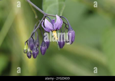 tonalità notte amara (Solanum dulcamara), tonalità notte amara, alghe blu, fiore viola, tonalità notte legnosa in fiore, pianta medicinale, medicinale noi Foto Stock