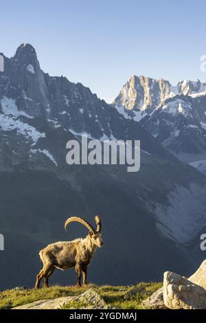 Stambecco alpino (Capra ibex), maschio adulto, di fronte al paesaggio montano alla luce del mattino, sullo sfondo della vetta Grandes Jorasses del Mont BL Foto Stock