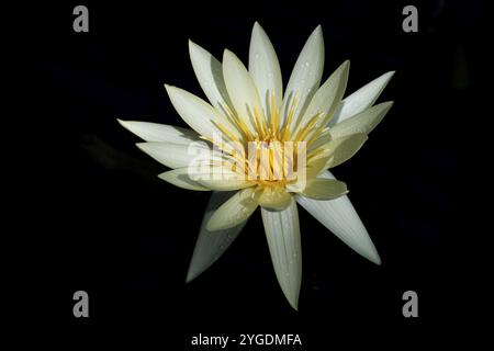 Giglio d'acqua bianca europeo su sfondo nero, coperto da gocce d'acqua, Giant Waterlily House, Royal Botanic Gardens (Kew Gardens), UNESCO Foto Stock