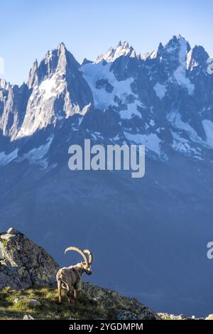 Stambecco alpino (Capra stambecco), maschio adulto, di fronte ad un paesaggio montano alla luce del mattino, sullo sfondo le vette pungenti del Monte Blan Foto Stock