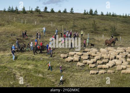 Pecore (Ovis aries), mandria guidata insieme, pilota e autista, raduno di pecore o Rettir, vicino a Laugarbakki, Islanda settentrionale, Islanda, Europa Foto Stock