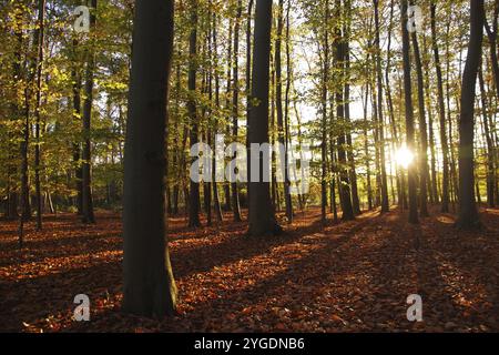 Paesaggio, foresta, albero deciduo, autunno, atmosfera, sole, ombra, la luce del sole che tramonta splende attraverso i tronchi degli alberi e le foglie brillano Foto Stock