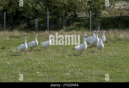 Oche domestiche frontali bianche (Anser anser formes domestica), isola del Mare del Nord di Foehr, Schleswig-Holstein, Germania, Europa Foto Stock