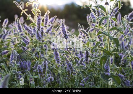 Natura sfondo ecologico. Fioritura Majoram selvatico, Origanum vulgare illuminata dal sole del tramonto sullo sfondo di raggi Foto Stock