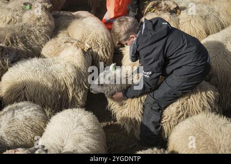 Pecore (Ovis aries) in una penna ordinata per proprietario, radunamento o rettir, vicino a Laugarbakki, Islanda del Nord, Islanda, Europa Foto Stock