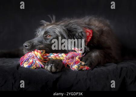 Cucciolo di cane nero sdraiato e masticare nodo corda osso giocattolo, ritratto su sfondo nero Foto Stock