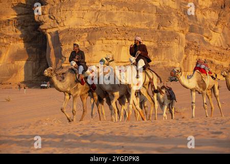 Giordania, Wadi Rum, 2 novembre 2022: Carovana di cammelli con ceneri nel deserto, montagne rocciose al tramonto, Asia Foto Stock