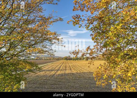 Paesaggio rurale con un campo e alberi in autunno Foto Stock