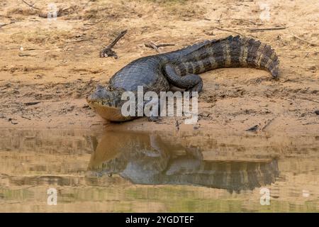 Caimano spettrale (Caiman Crocodilus yacara), alligatore (Alligatoridae), coccodrillo (Crocodylia), riflessione, Pantanal, entroterra, zone umide, biosfera dell'UNESCO Foto Stock