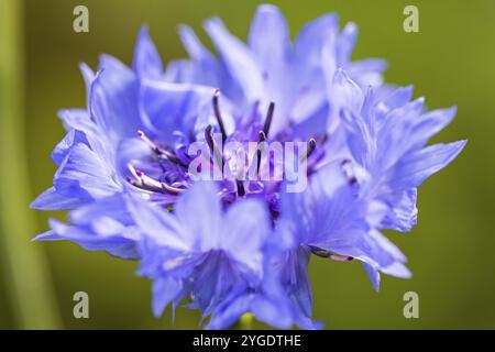 Closeup macro shot di bel fiore selvatico viola in giardino Foto Stock