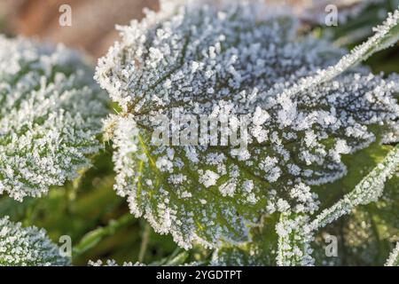 Macro closeup di una foglia verde congelata in inverno coperta da bellissimi cristalli di ghiaccio Foto Stock