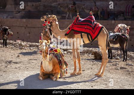 Ritratto di cammelli in primo piano sotto le rocce rosse a Petra, Giordania, Asia Foto Stock