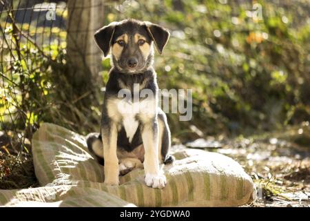 Cucciolo di cane con gli occhi tristi seduto nel rifugio, in attesa di adozione, ritratto ravvicinato Foto Stock