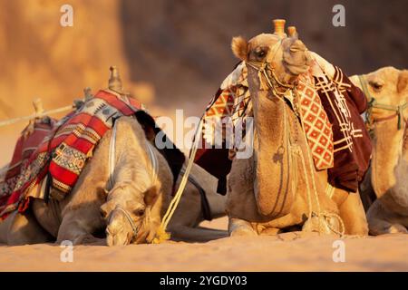 Cammelli sdraiati nella sabbia del deserto, Wadi Rum, Giordania, ritratto da vicino, Asia Foto Stock