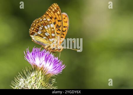 Closeup macro shot di una bella farfalla colorata verde scuro Fritillary su un fiore di cardo Foto Stock