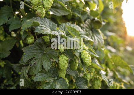 Primo piano di luppolo verde che cresce nel giardino del luppolo in Baviera Foto Stock