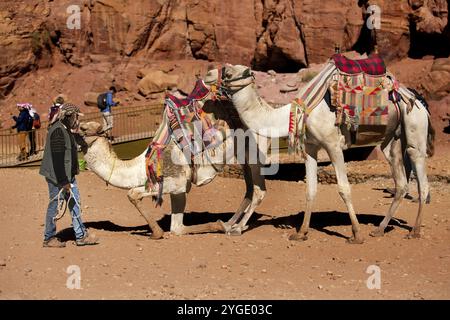 Petra, Giordania, 3 novembre 2022: Cammelli beduini e autista presso l'antica città di Petra, in Asia Foto Stock