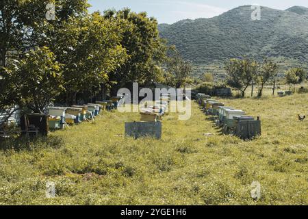 Schierate alveari in mezzo al prato Foto Stock