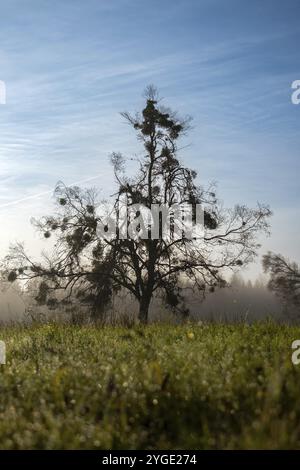 Una betulla singola (Betula) ricoperta di mimetile (album Viscum) in un prato all'alba con nebbia sullo sfondo, Nicklheim, Baviera, Germania, Europa Foto Stock