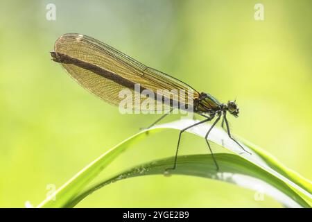 Damigella alata blu (Calopteryx virgo), femmina, che prende il sole su una foglia di canne, Liederbach, Dillendorf, Renania-Palatinato, Germania, Europa Foto Stock