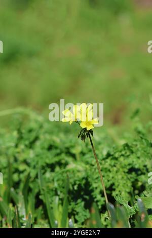 Il giallo Oxalis pes-caprae, comunemente noto come suring, è una pianta sudafricana. Foto Stock
