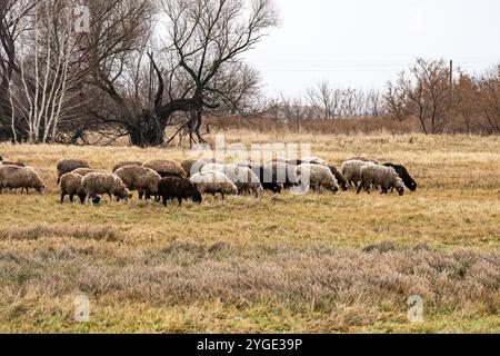 Un gruppo di pecore su un pascolo si trova uno accanto all'altro. Una piccola mandria di pecore in estate. un gregge di pecore al pascolo libero Foto Stock