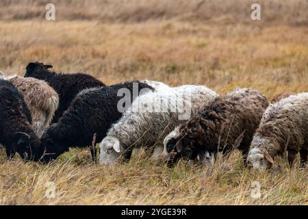Pecore brune che mangiano erba nel campo, pecore pascolano sui prati verdi aperti, pecore pascolano in un pascolo verde, concetto di fattoria ecologica. un gregge di pecore Foto Stock