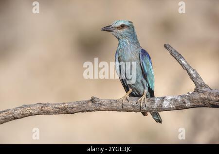 Rullo europeo (Coracias garrulus) arroccato su un ramo vicino al suo nido. Saint-Gilles, Nimes, Gard, Occitanie, Francia, Europa Foto Stock